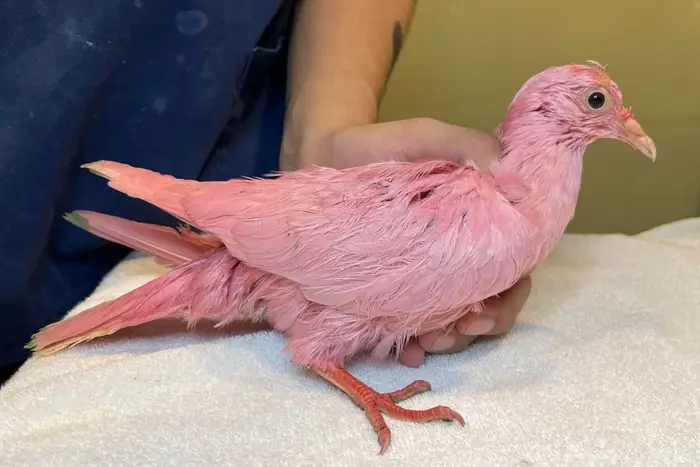 A pigeon is dyed pink